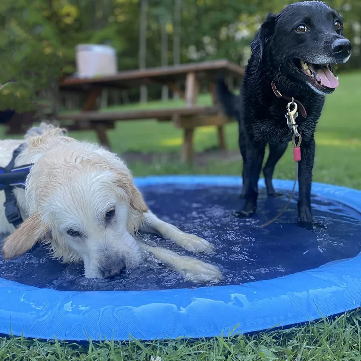 SummerPaw Splash Pad