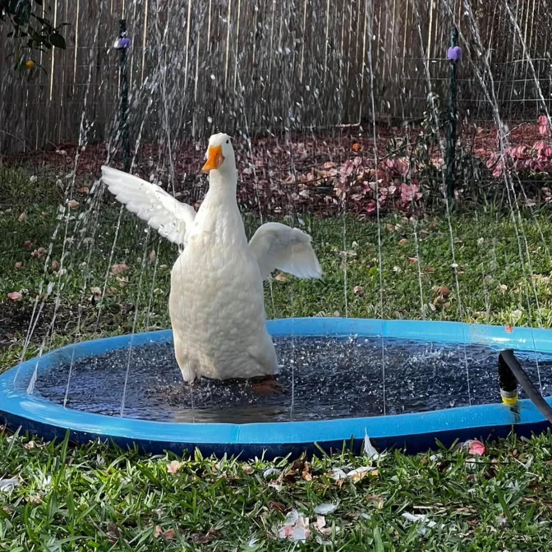 SummerPaw Splash Pad